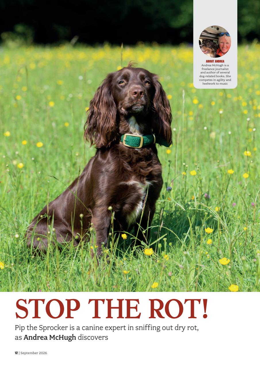 Your Dog Preview Pages
