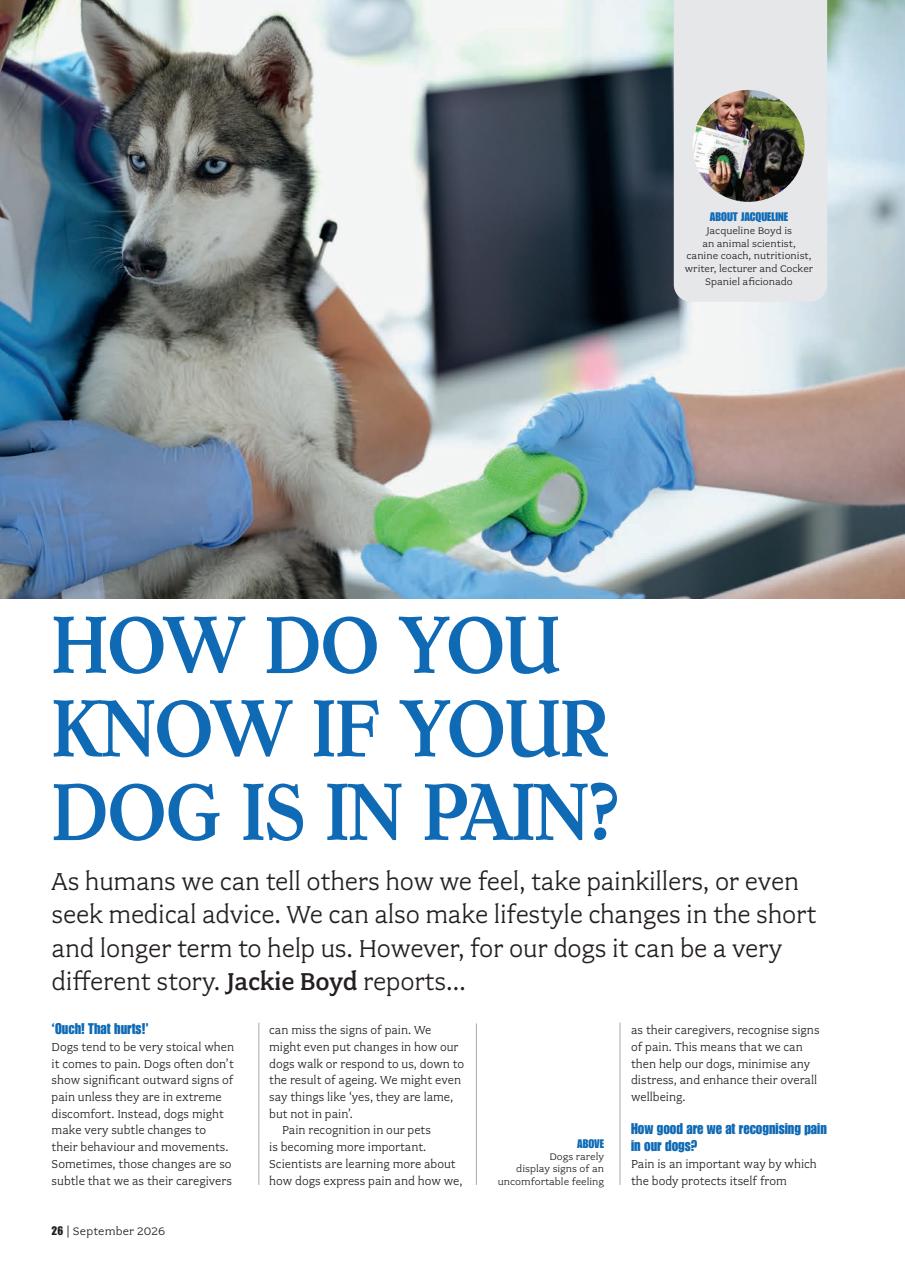 Your Dog Preview Pages