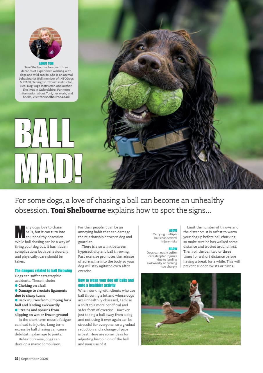 Your Dog Preview Pages