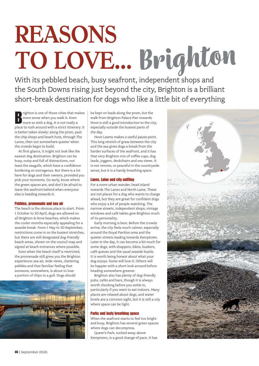 Your Dog Preview Pages