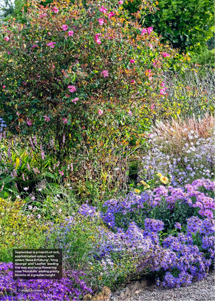 Garden Answers Preview Pages