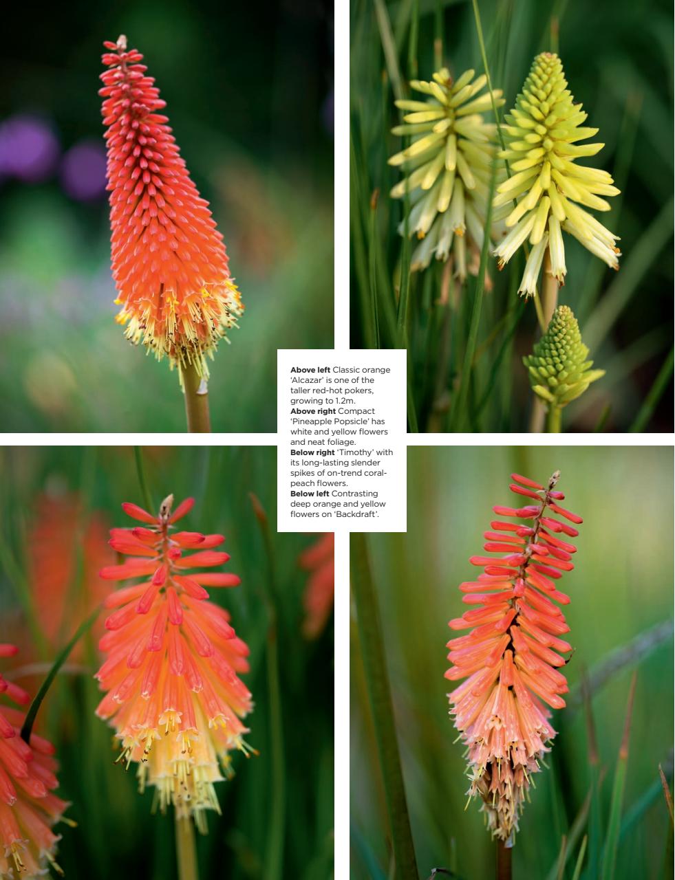 The English Garden Preview Pages
