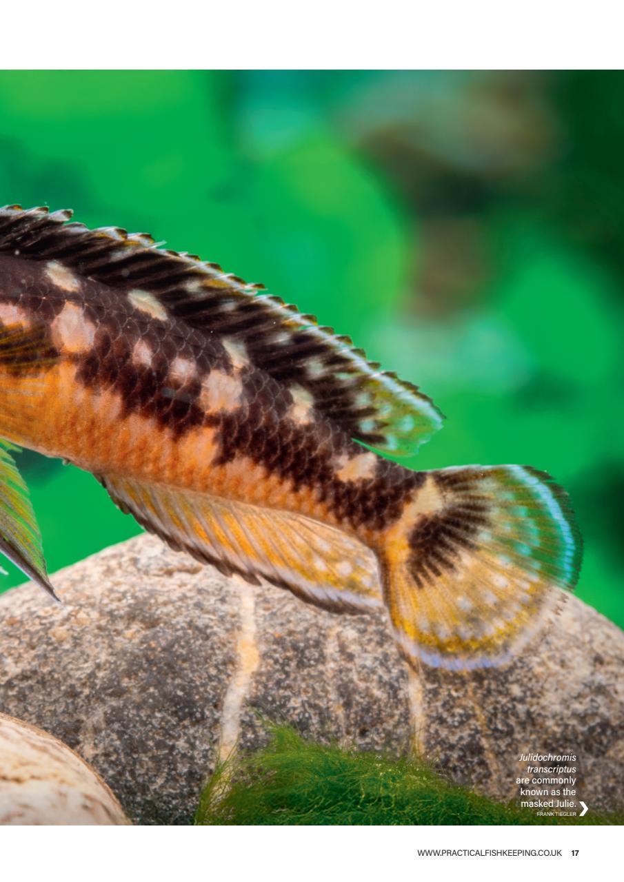 Practical Fishkeeping Preview Pages
