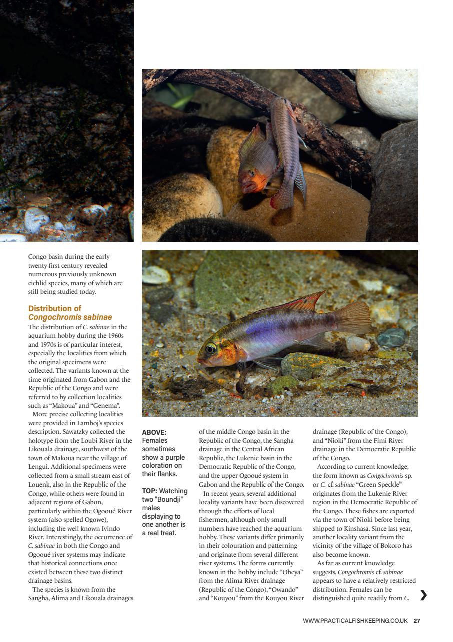 Practical Fishkeeping Preview Pages