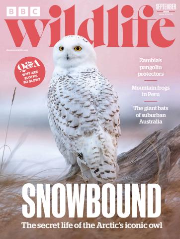 BBC Wildlife Magazine issue September 2026