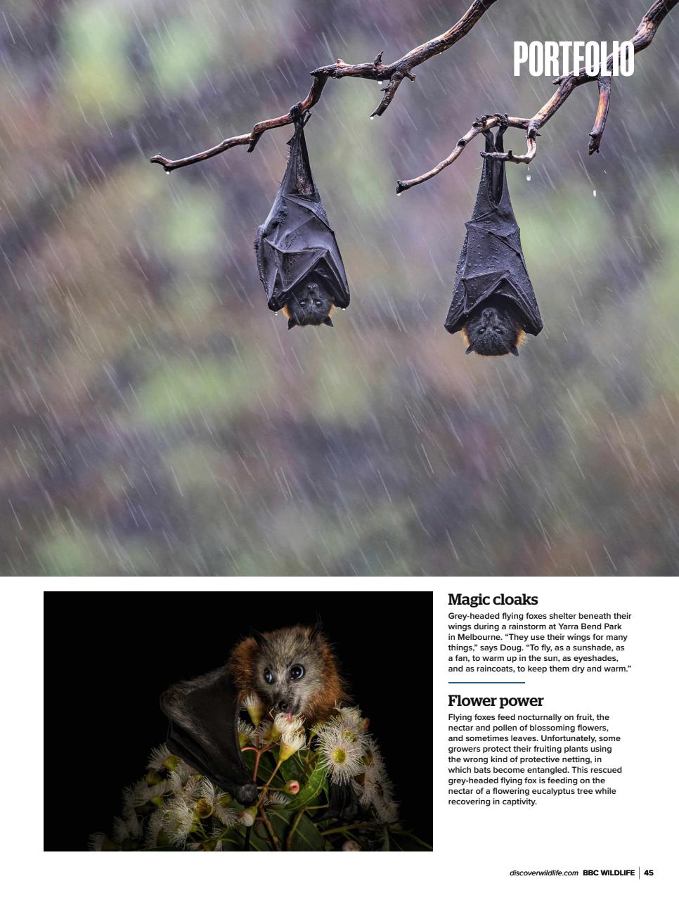BBC Wildlife Magazine Preview Pages