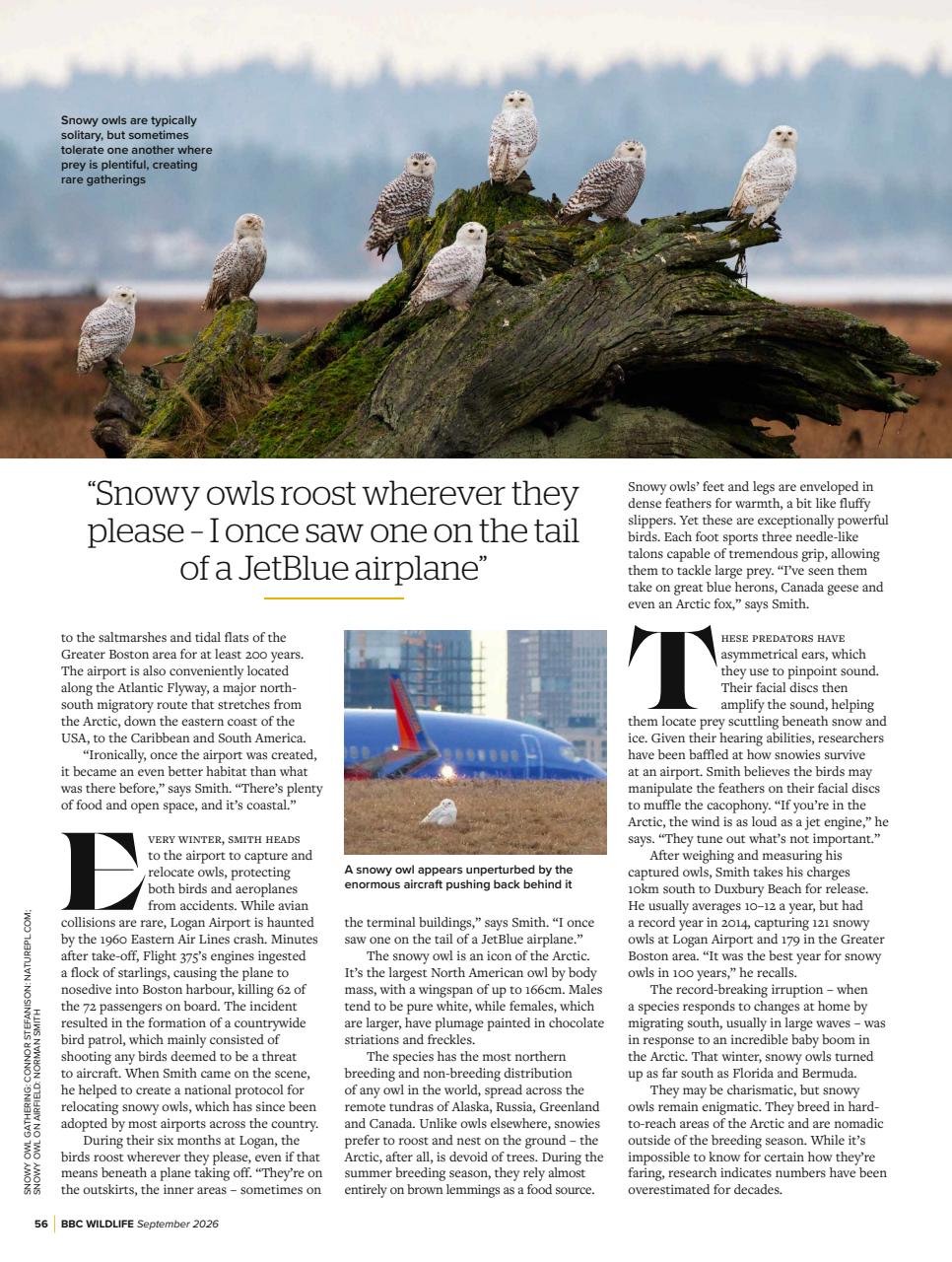 BBC Wildlife Magazine Preview Pages
