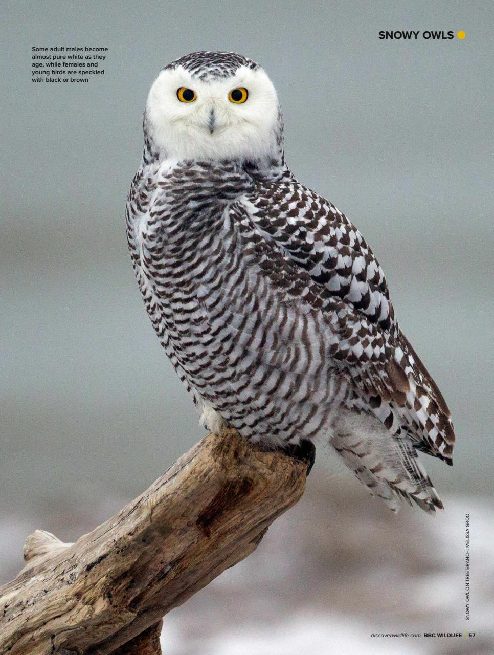 BBC Wildlife Magazine Preview Pages
