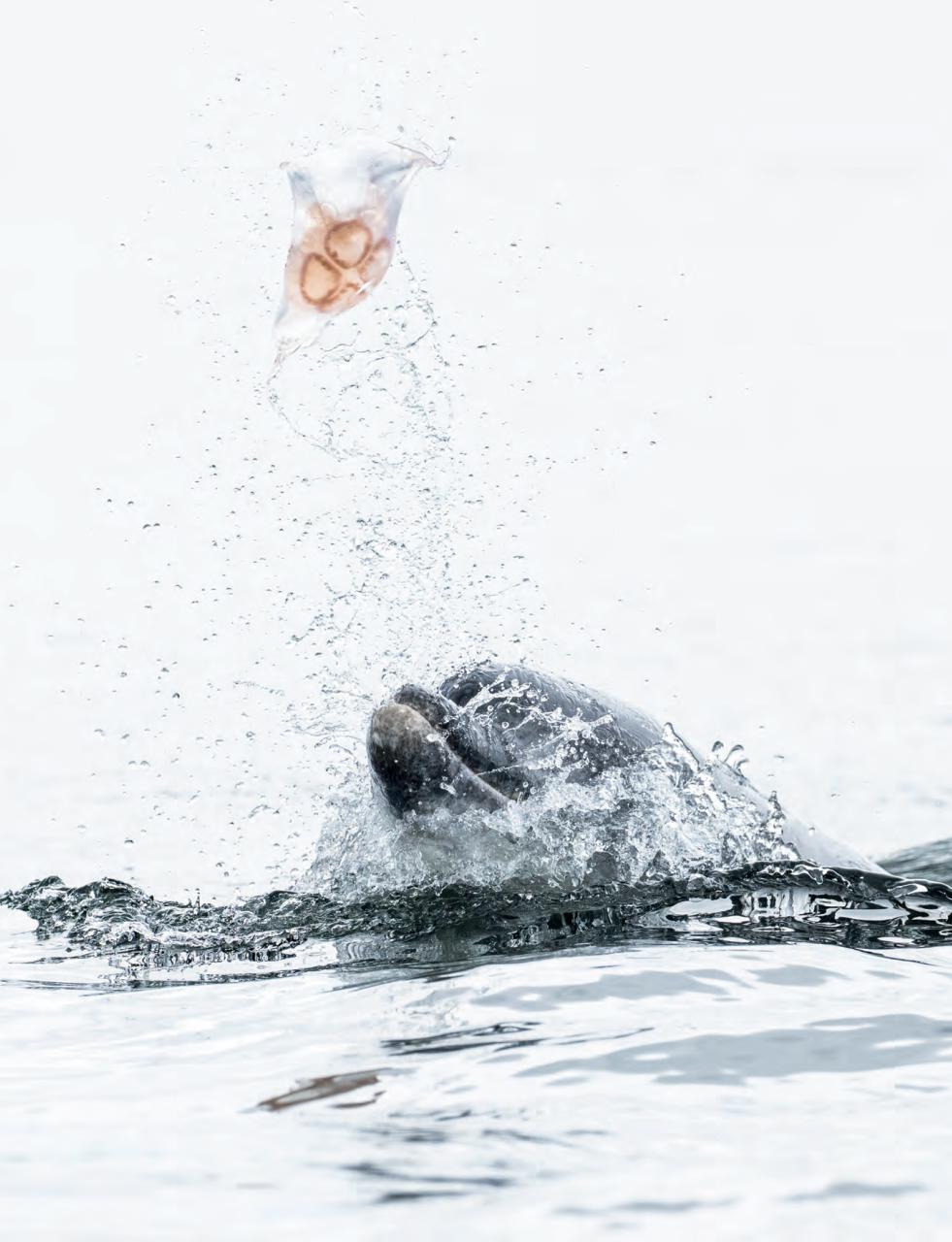 Outdoor Photography Preview Pages