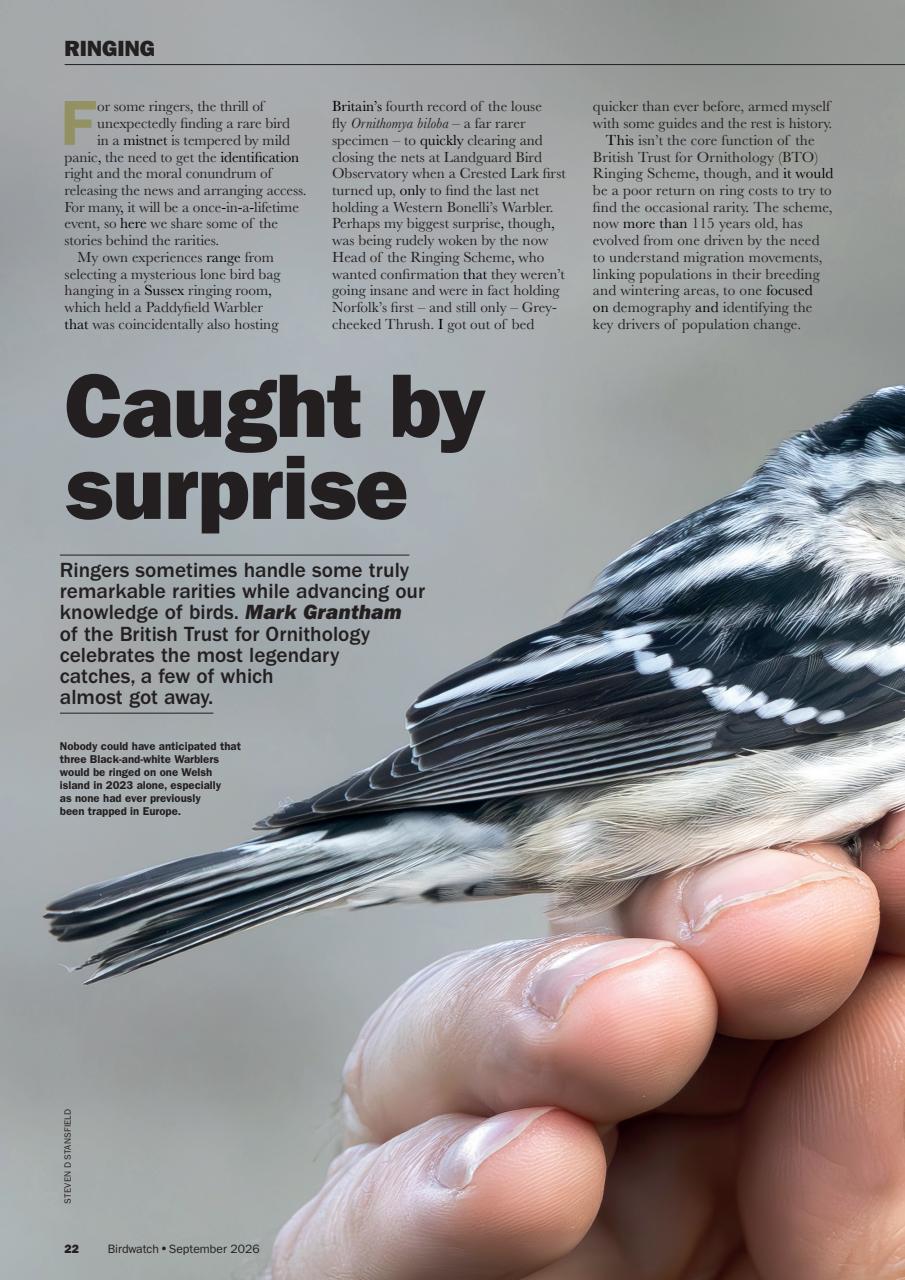 Birdwatch Magazine Preview Pages