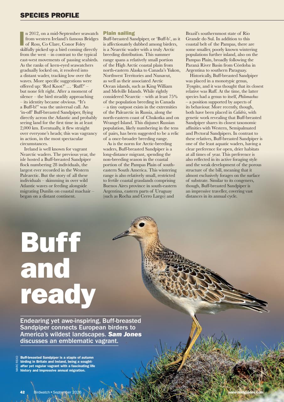 Birdwatch Magazine Preview Pages