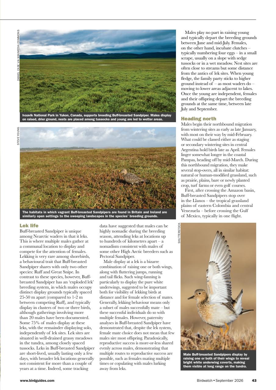 Birdwatch Magazine Preview Pages