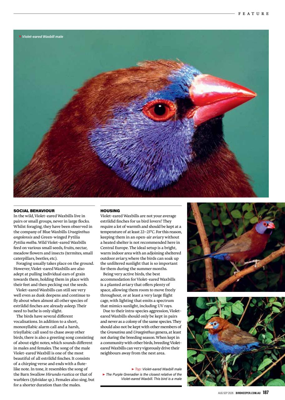 Australian Birdkeeper Magazine Preview Pages