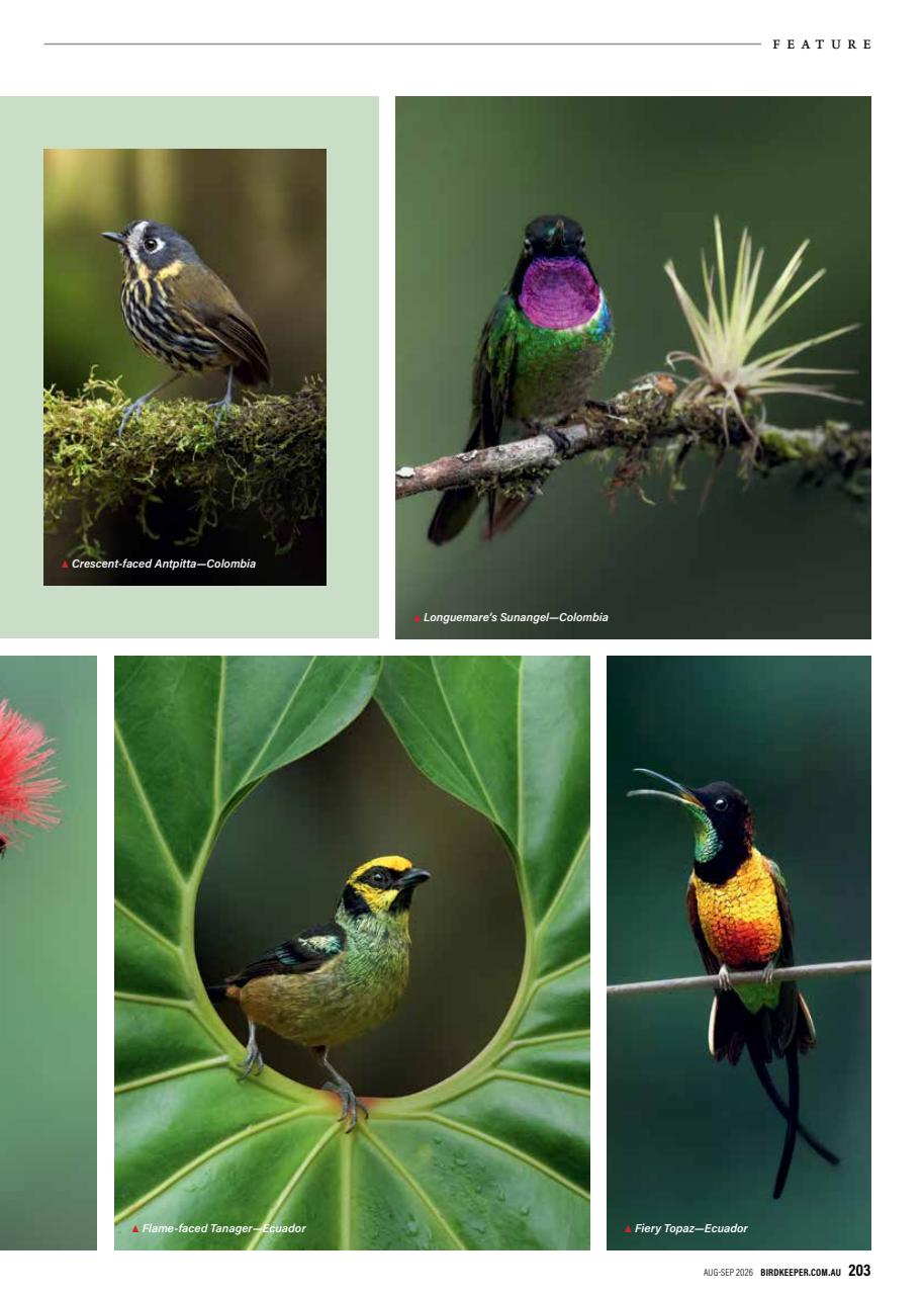 Australian Birdkeeper Magazine Preview Pages