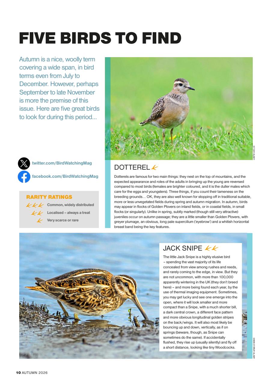 Bird Watching Preview Pages