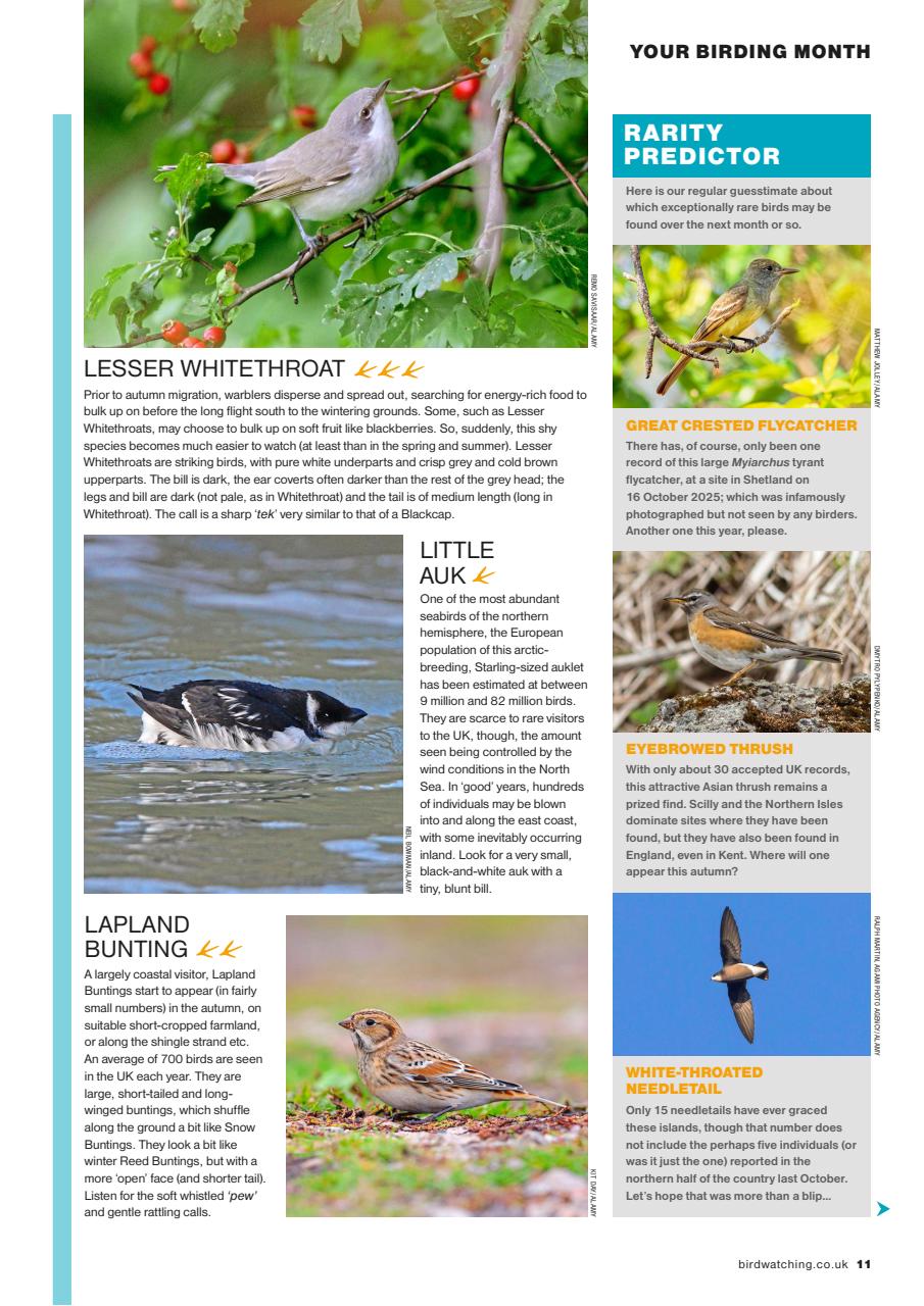 Bird Watching Preview Pages