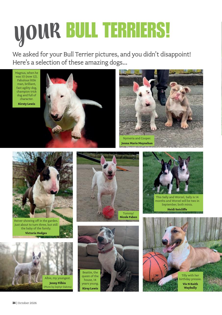 Your Dog Preview Pages