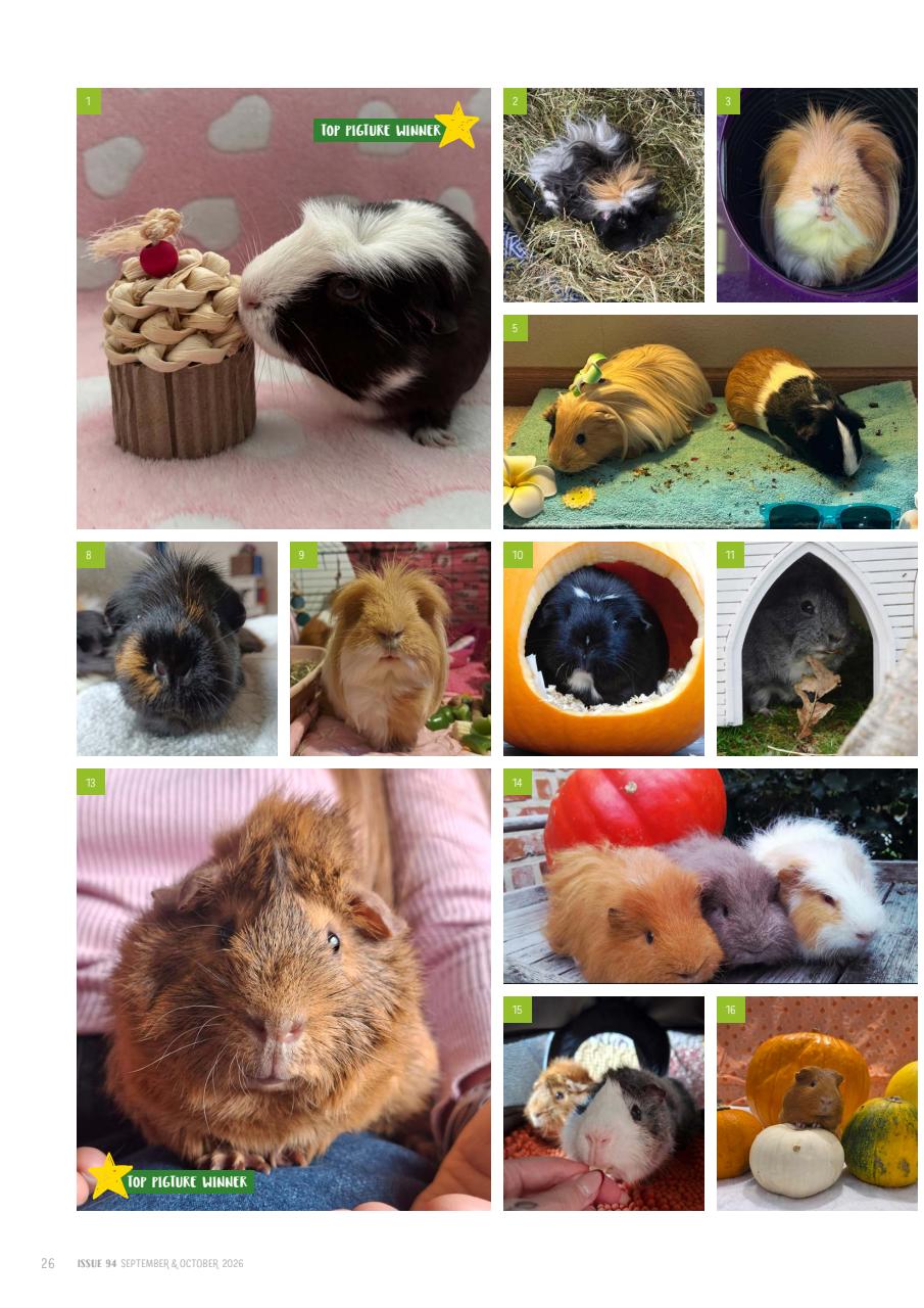 Guinea Pig Magazine Preview Pages