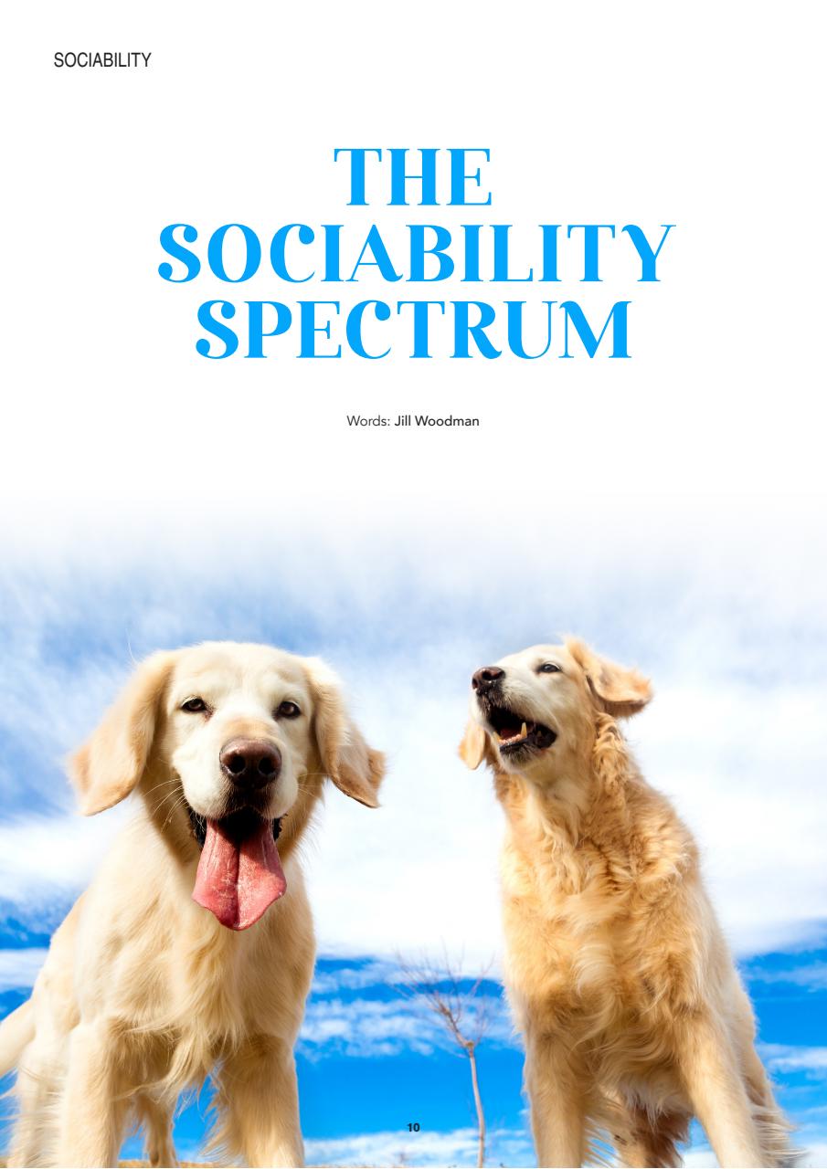 Edition Dog Preview Pages