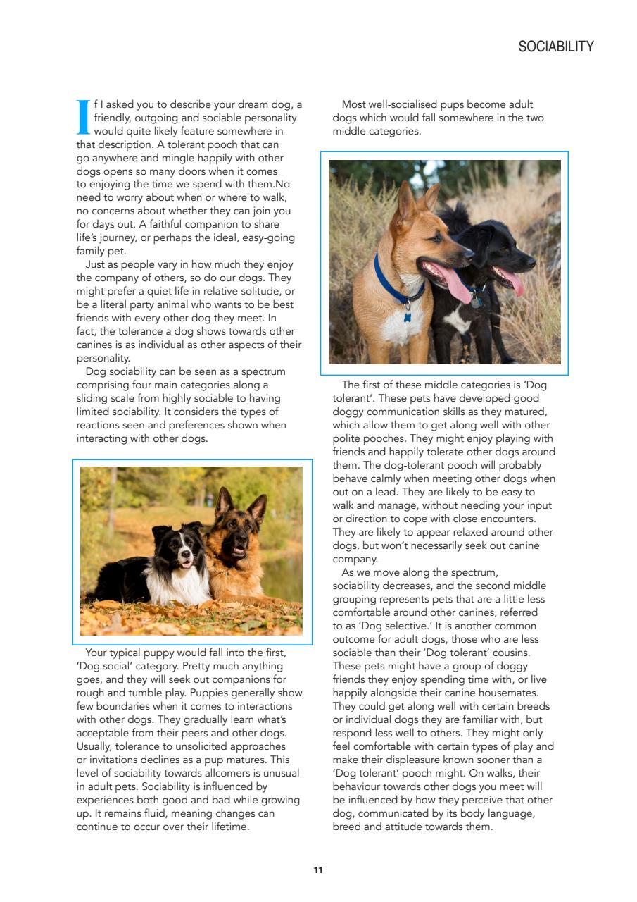 Edition Dog Preview Pages