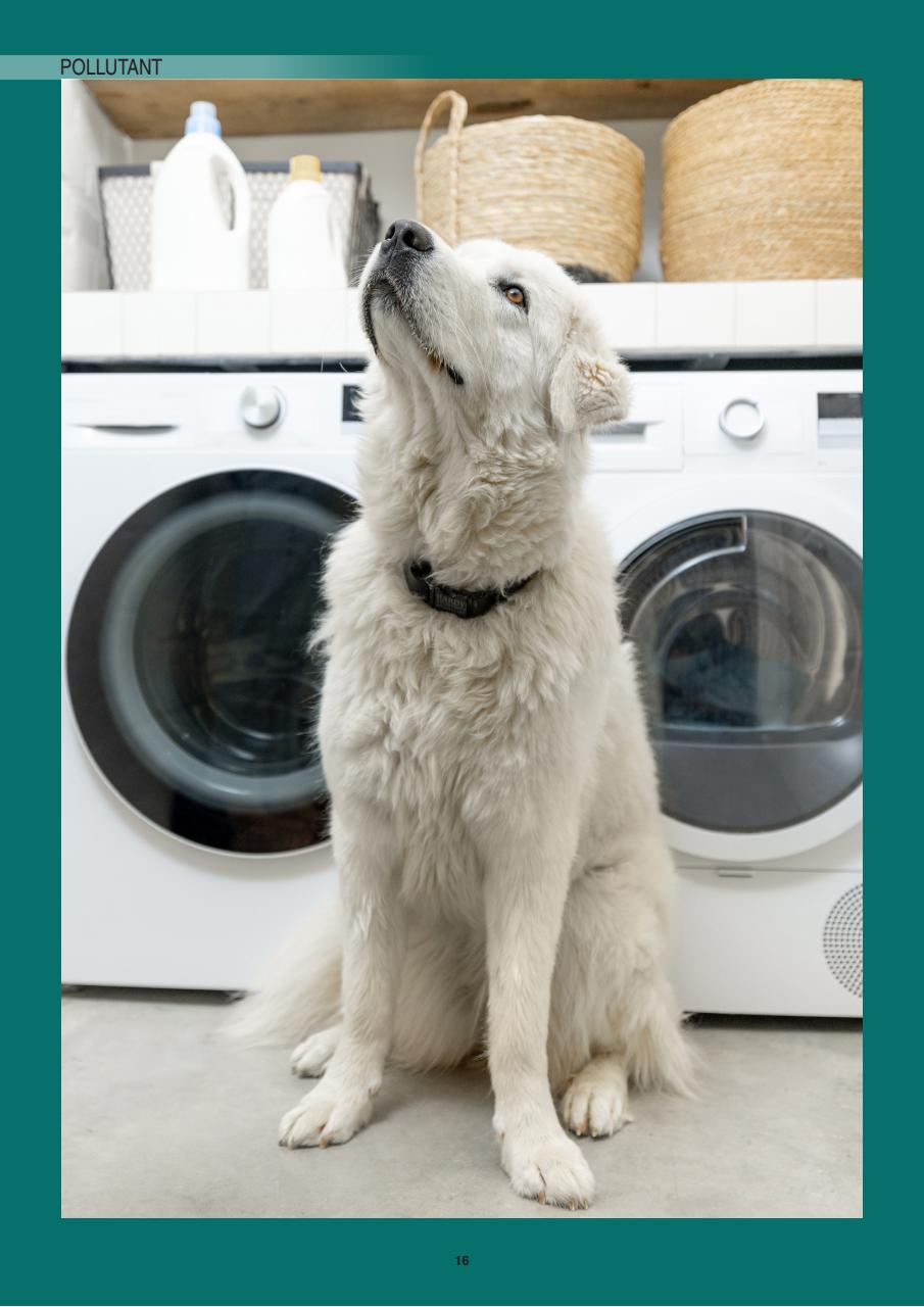 Edition Dog Preview Pages