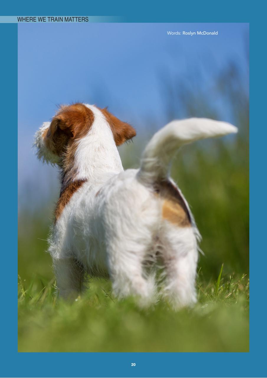 Edition Dog Preview Pages