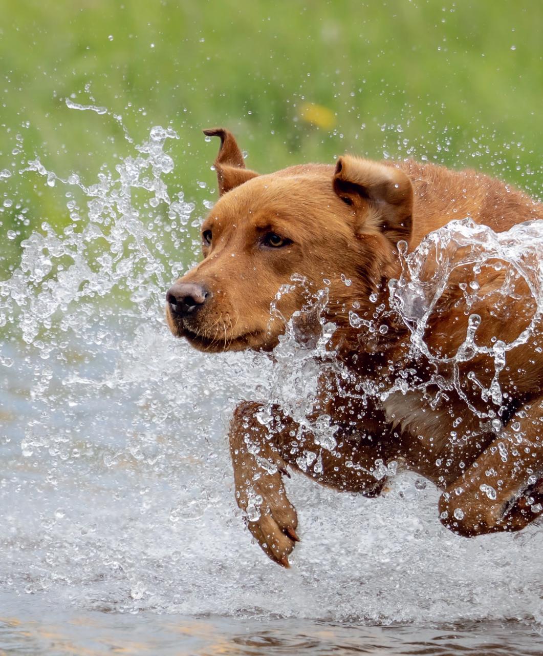 Gundog Journal Preview Pages