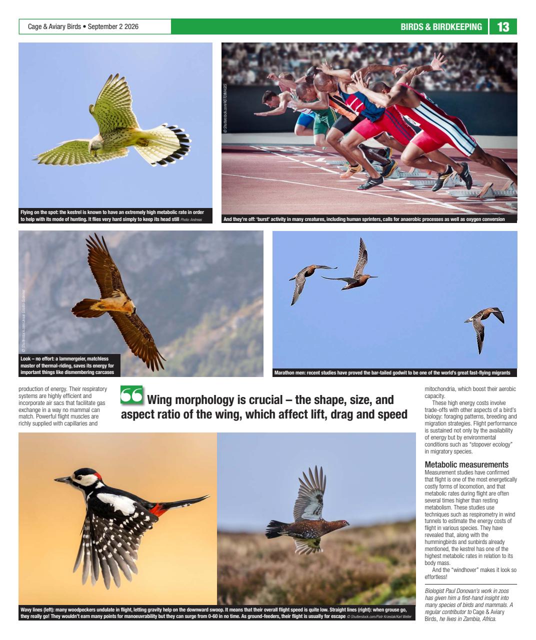 Cage & Aviary Birds Preview Pages