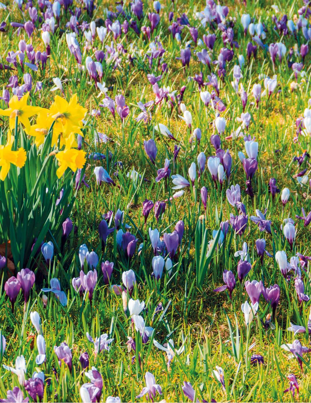 BBC Gardeners’ World Magazine Preview Pages