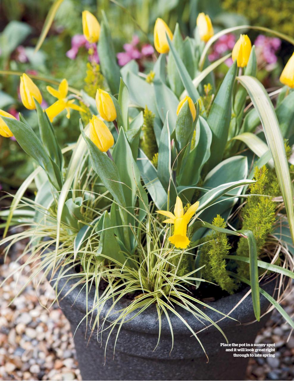 BBC Gardeners’ World Magazine Preview Pages