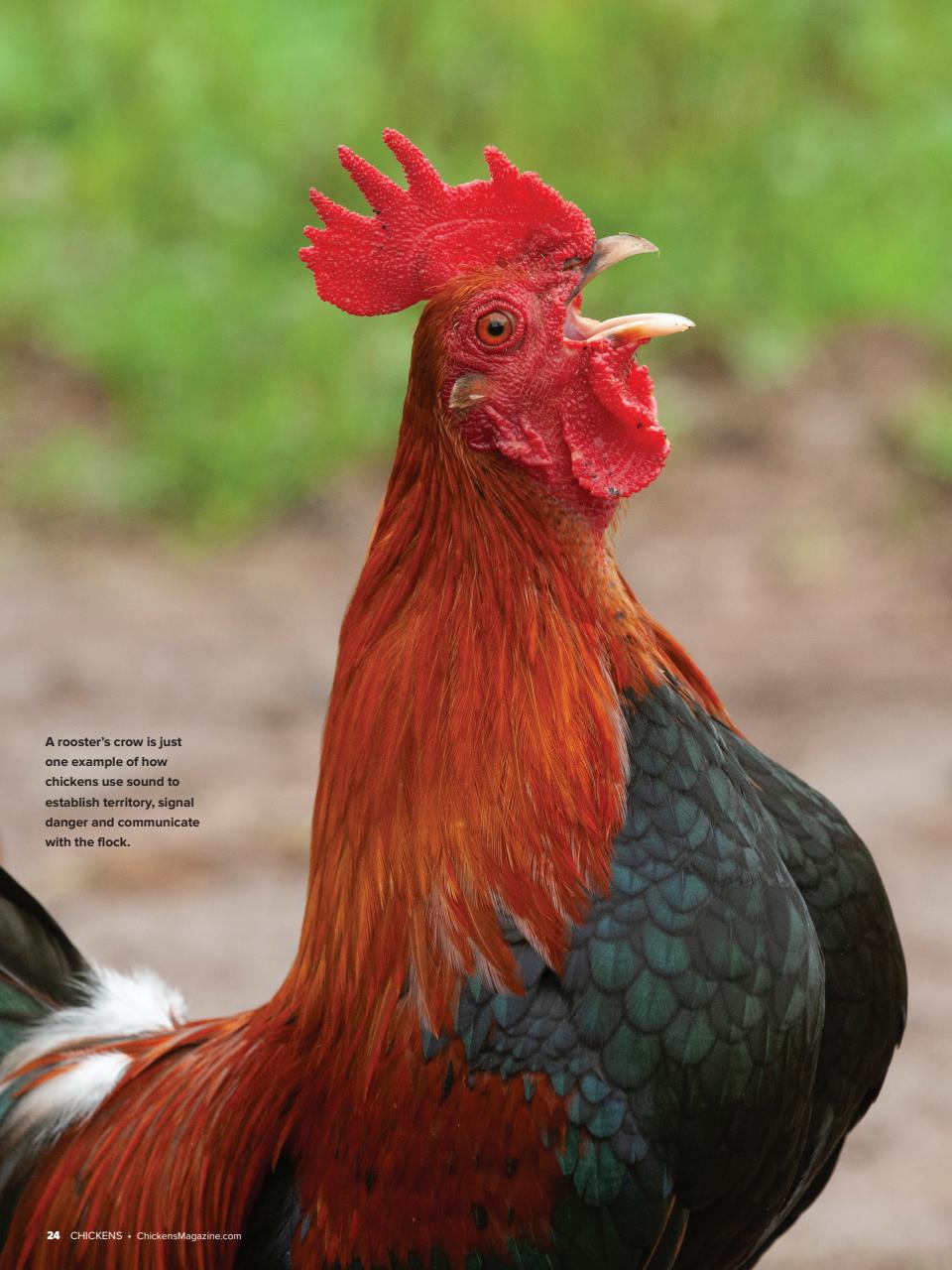 Chickens Magazine Preview Pages