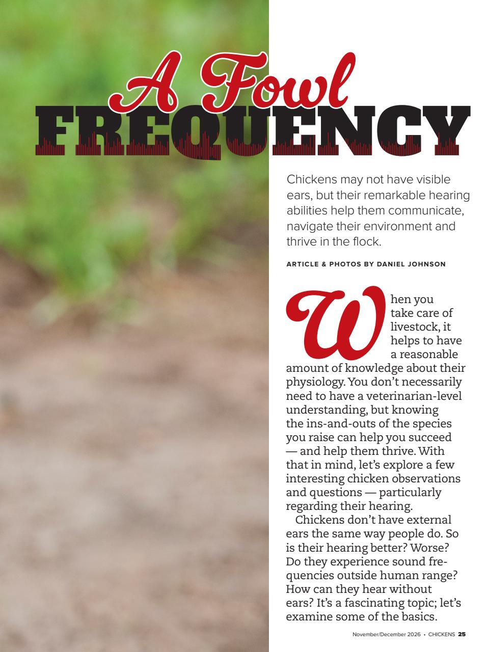 Chickens Magazine Preview Pages
