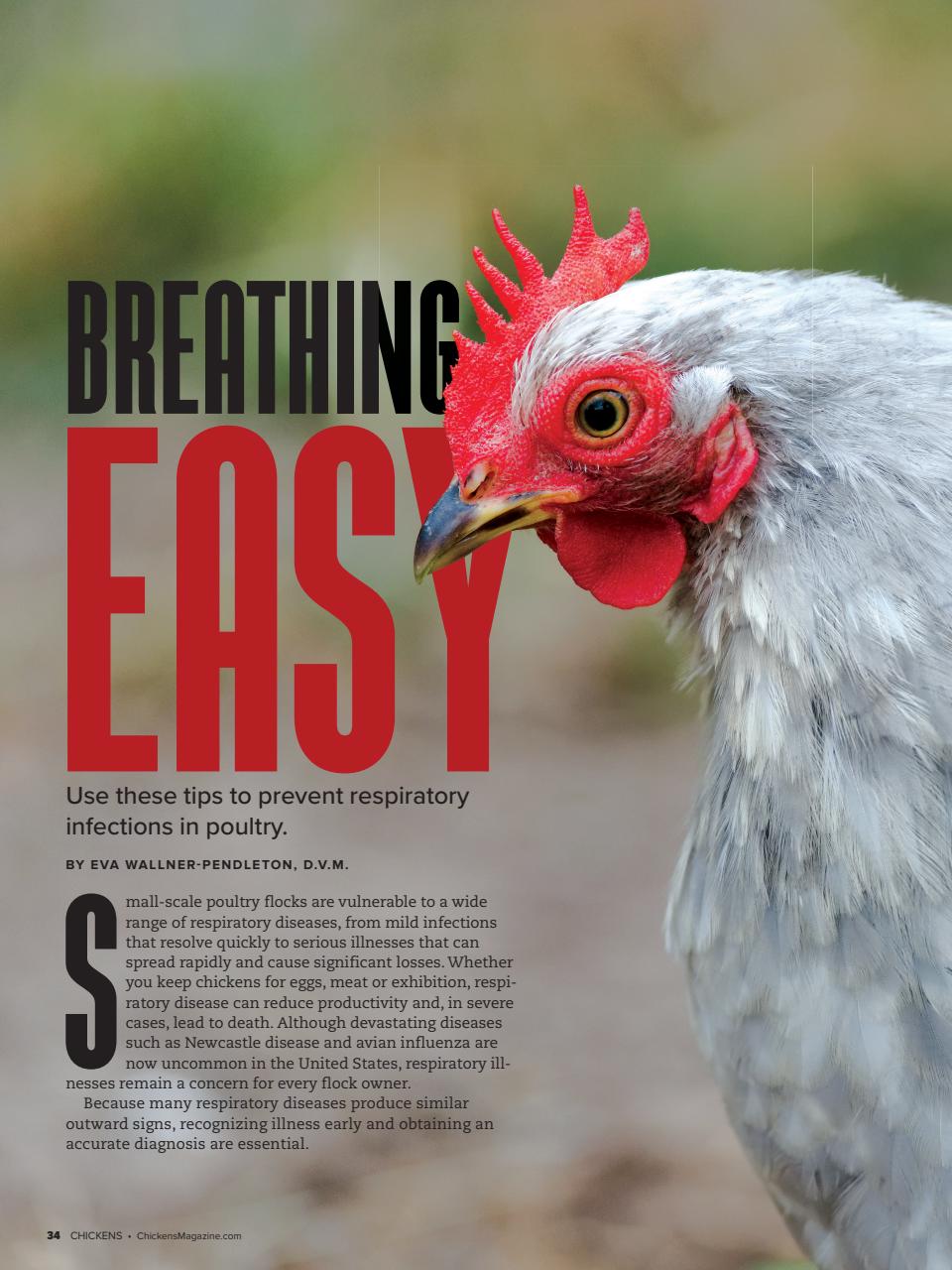 Chickens Magazine Preview Pages