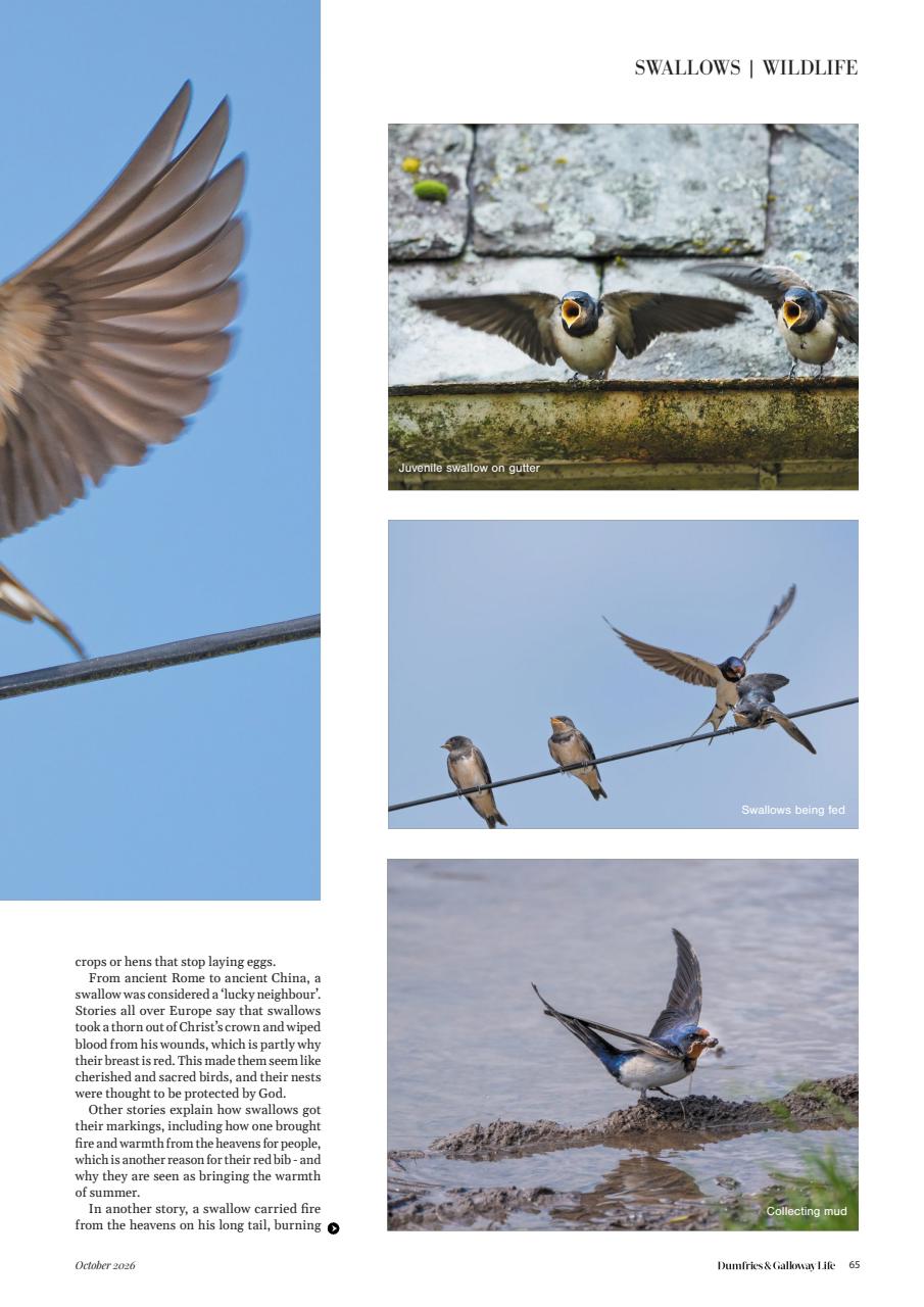 Dumfries & Galloway Life Preview Pages
