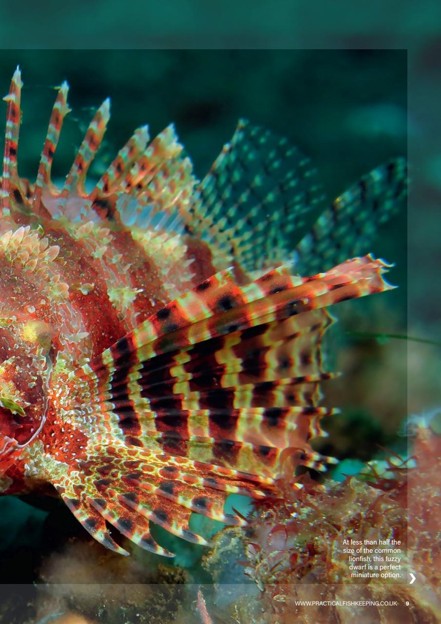 Practical Fishkeeping Preview Pages