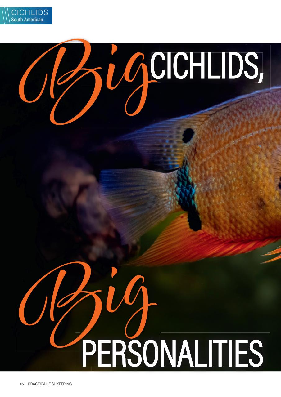 Practical Fishkeeping Preview Pages