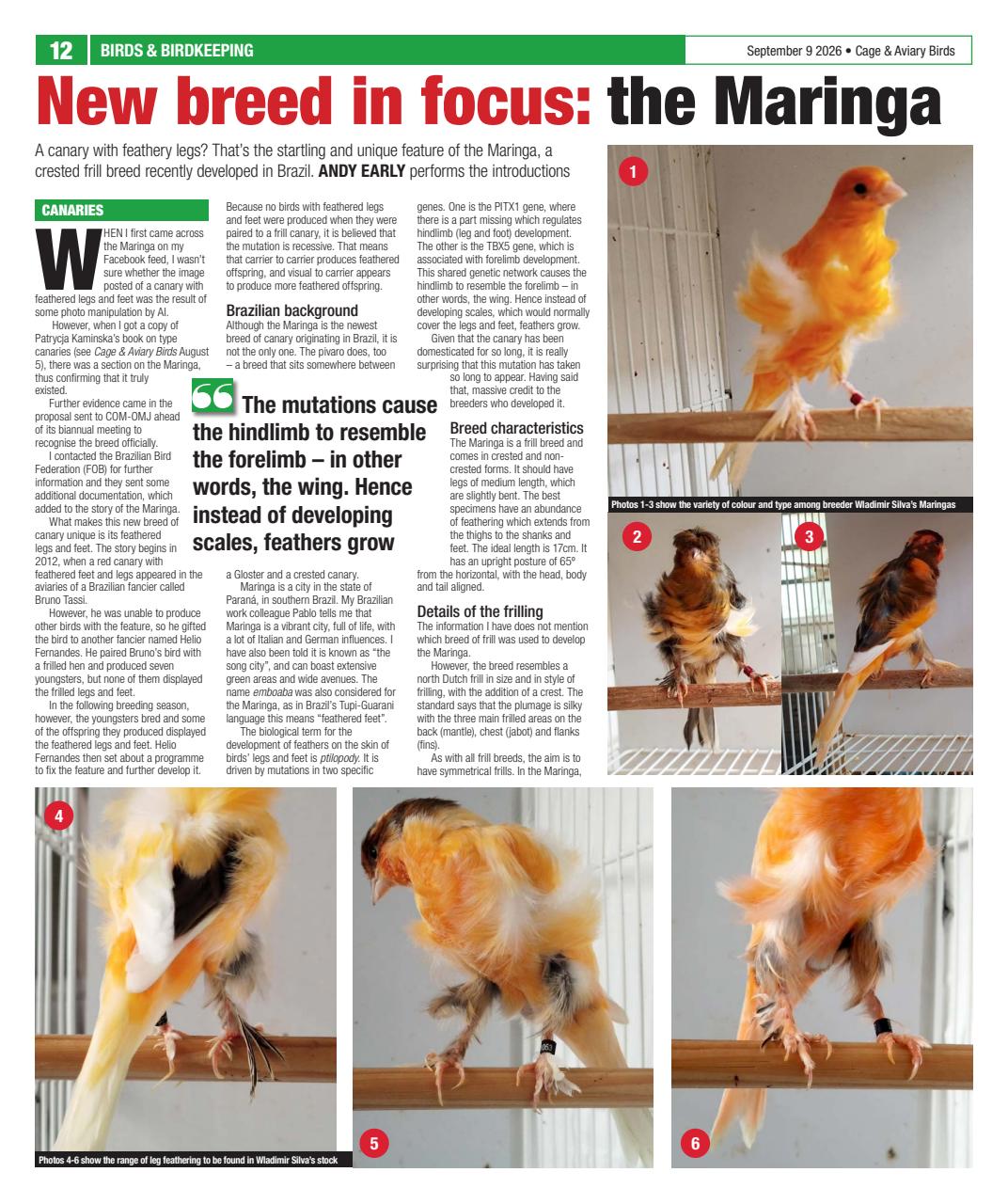 Cage & Aviary Birds Preview Pages