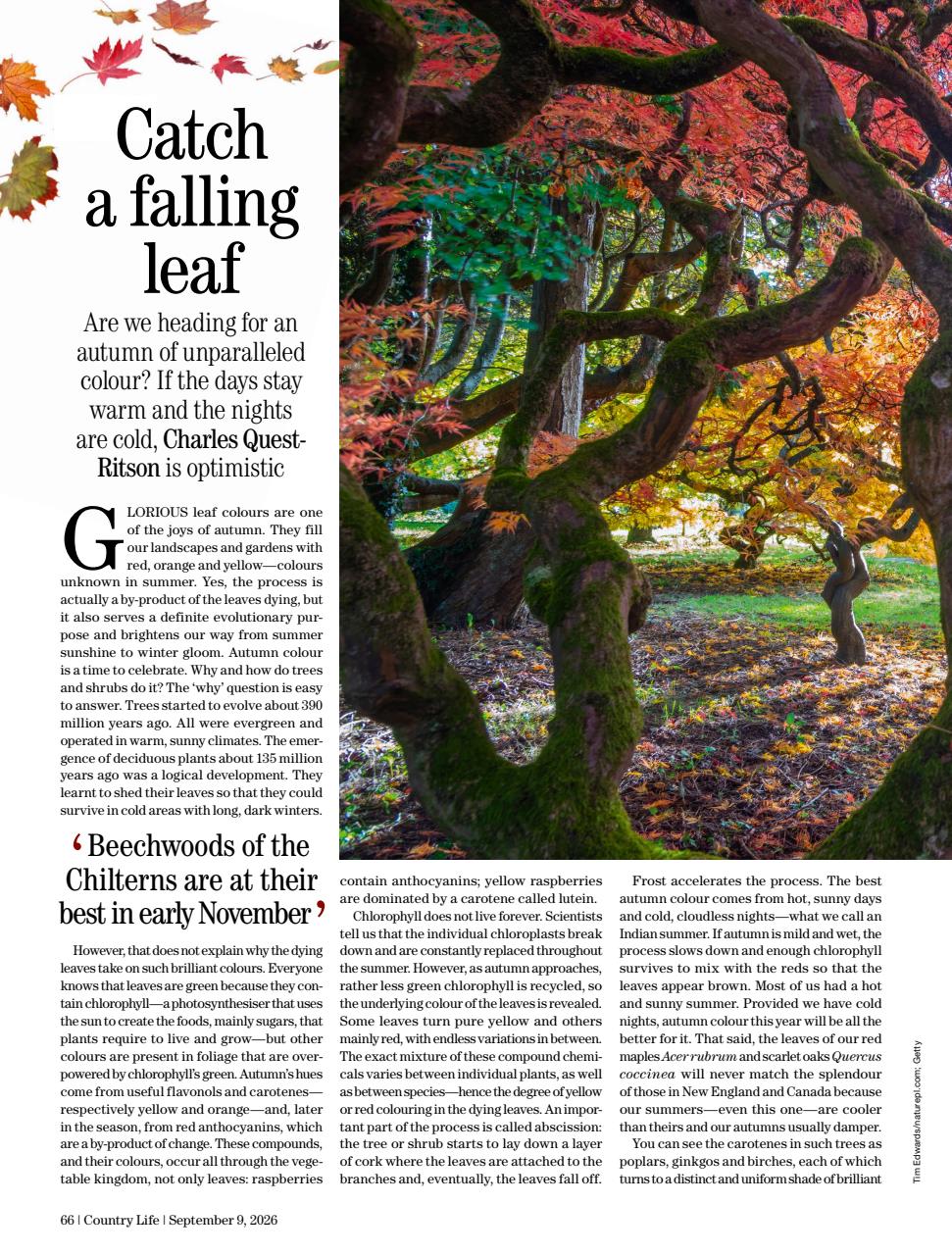 Country Life Preview Pages