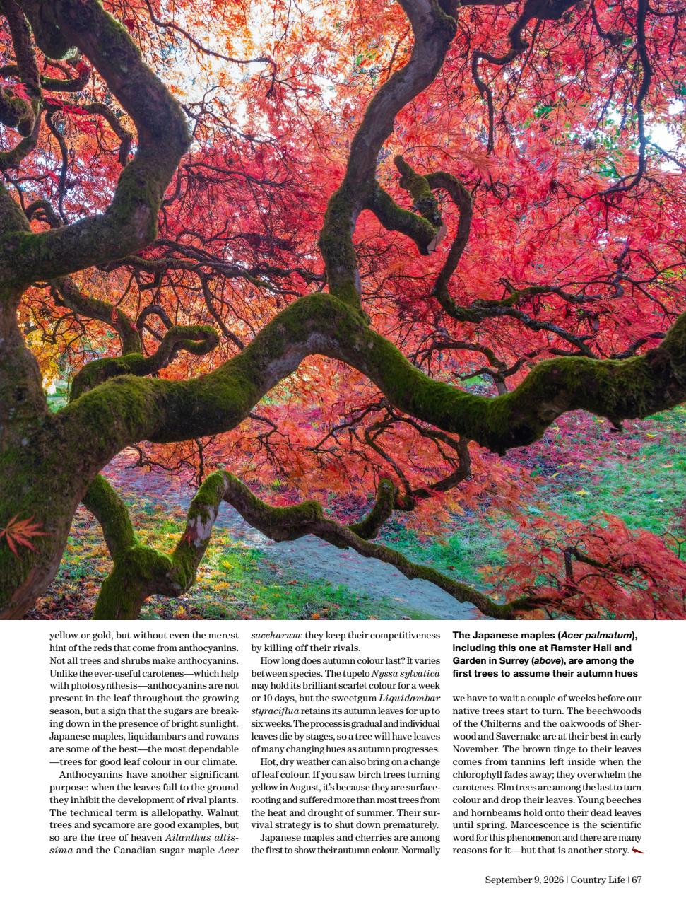 Country Life Preview Pages