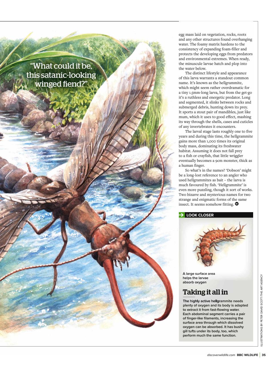 BBC Wildlife Magazine Preview Pages
