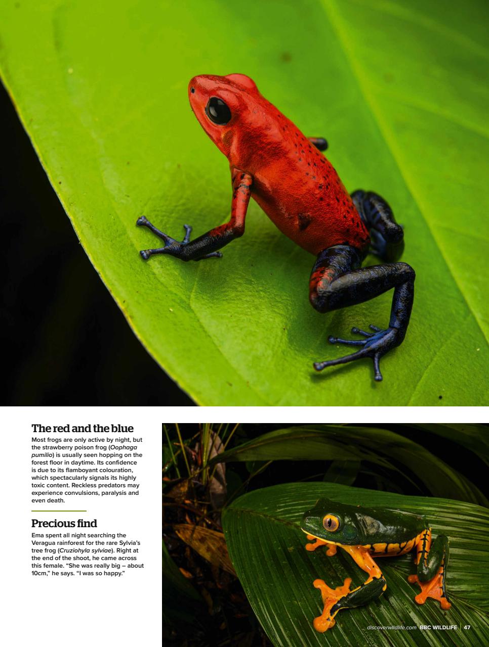 BBC Wildlife Magazine Preview Pages