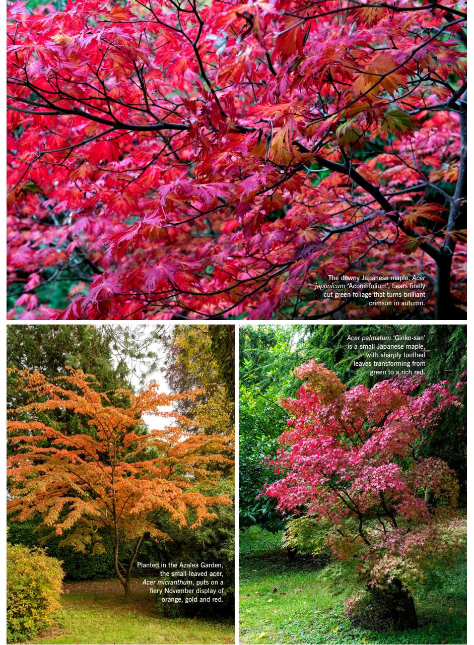 LandScape Preview Pages