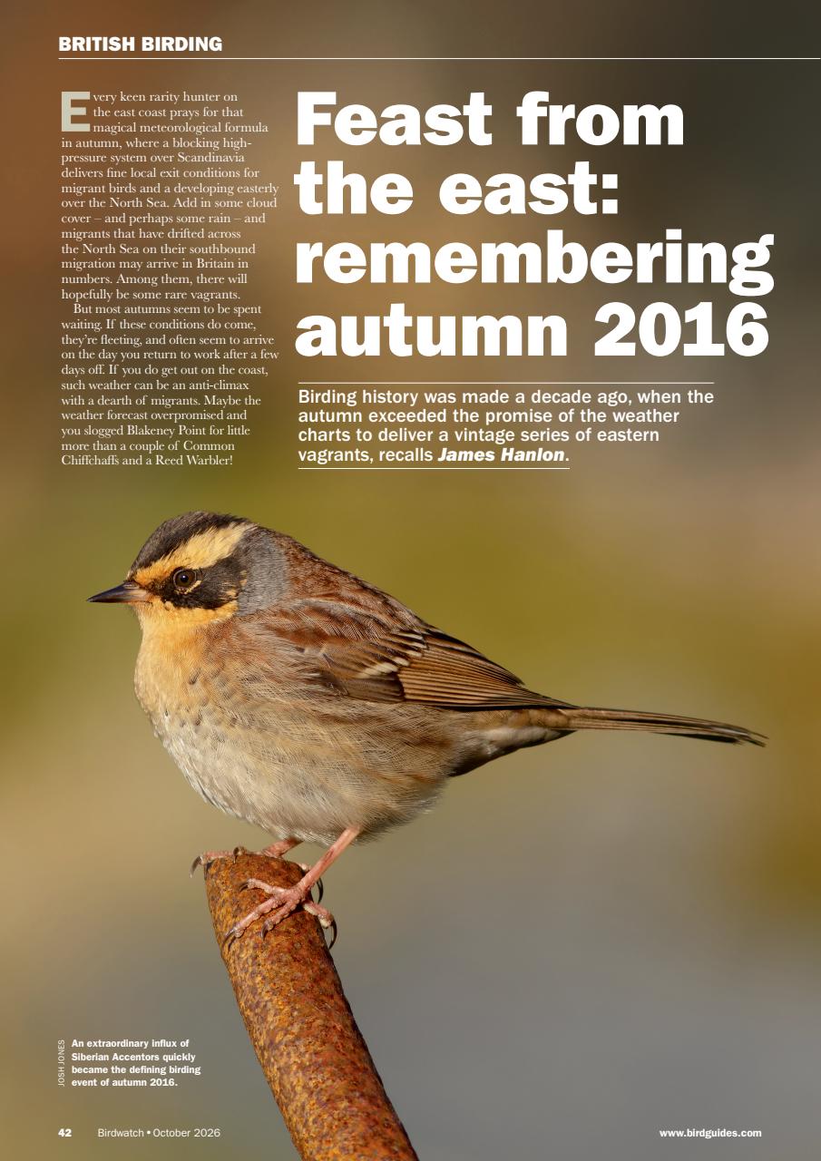 Birdwatch Magazine Preview Pages