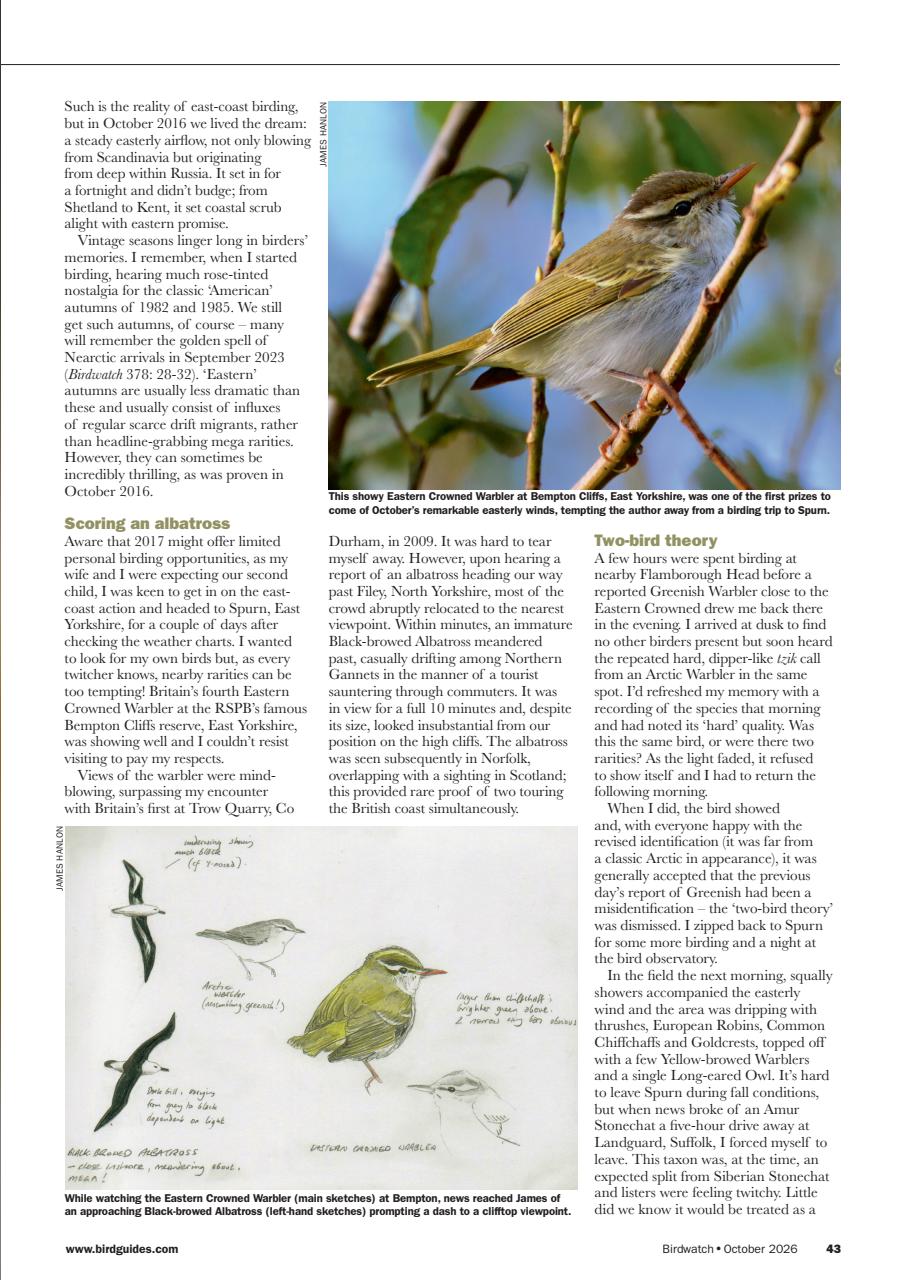 Birdwatch Magazine Preview Pages