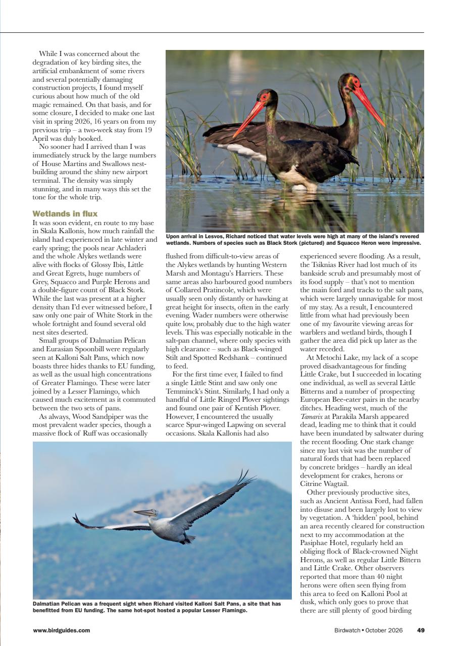 Birdwatch Magazine Preview Pages