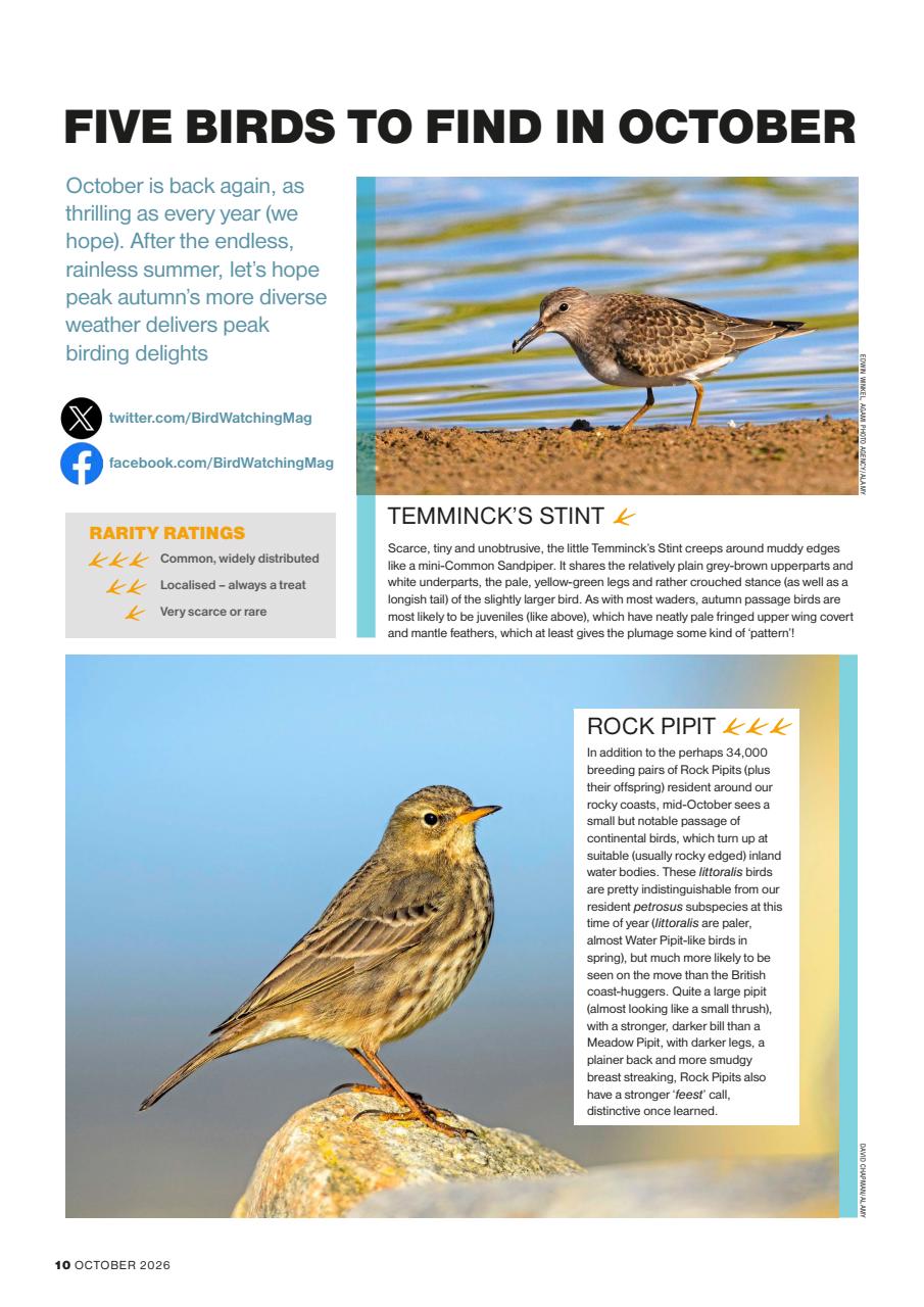 Bird Watching Preview Pages