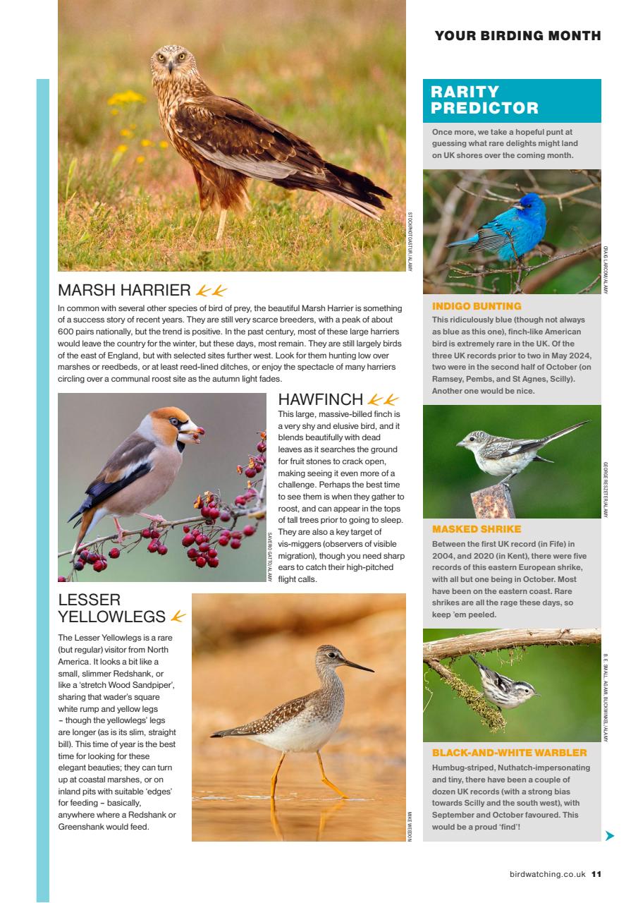 Bird Watching Preview Pages