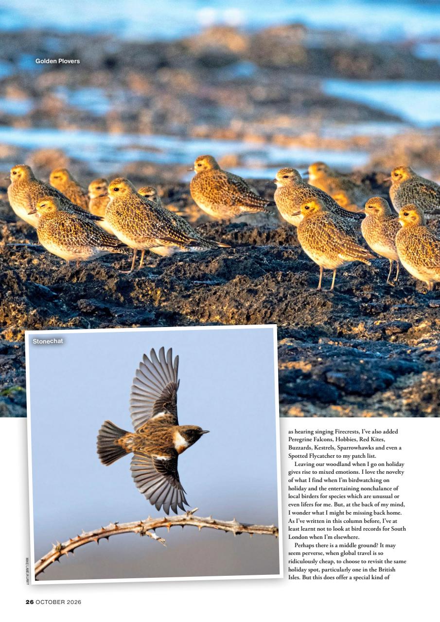 Bird Watching Preview Pages