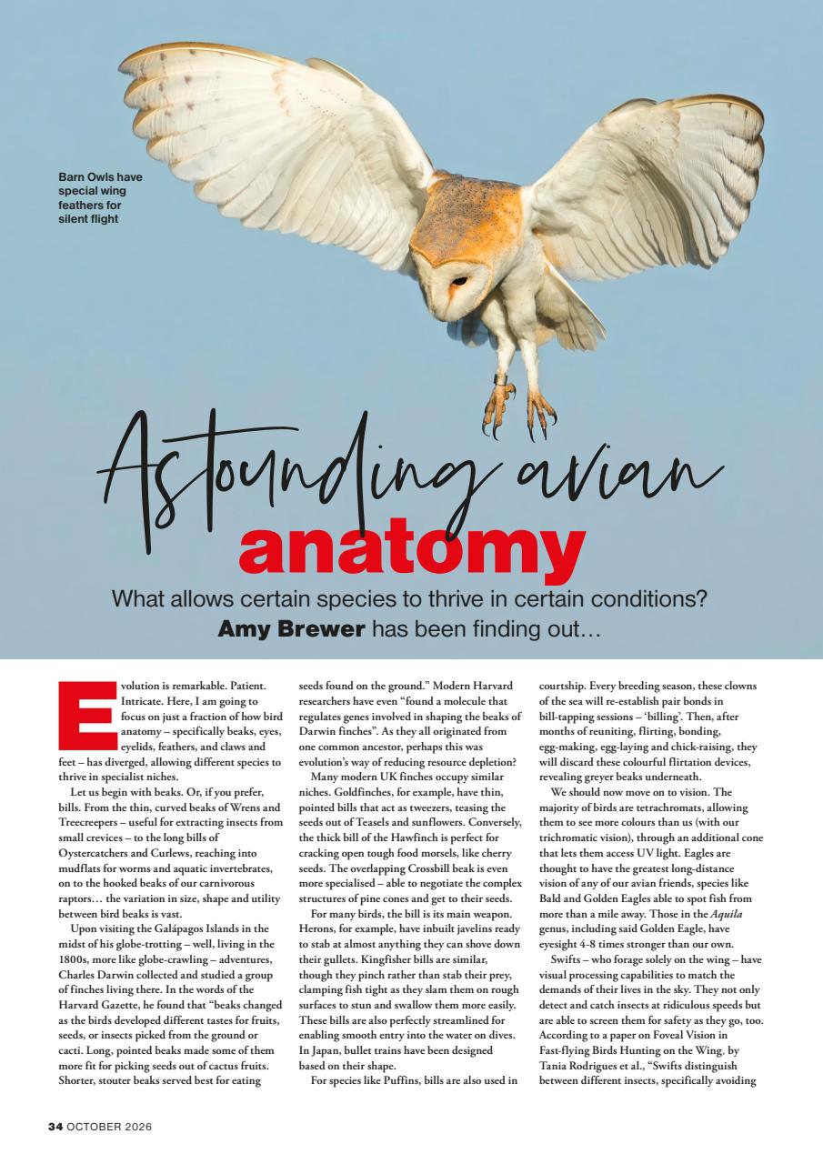 Bird Watching Preview Pages