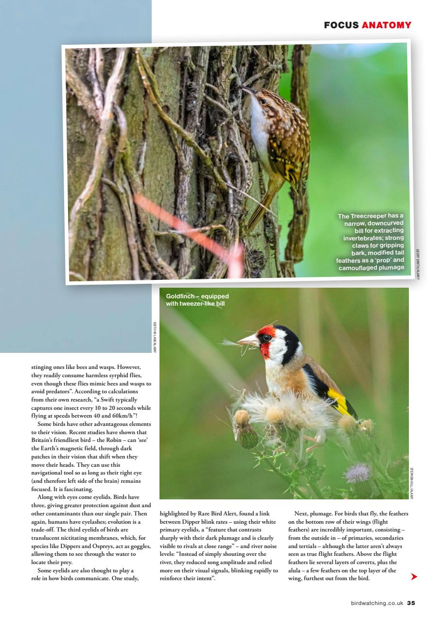 Bird Watching Preview Pages